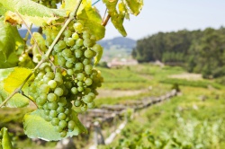 Valle del Salnés