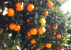 Naranjas gourmet, del árbol a casa en 24 horas Naranjas gourmet, del árbol a casa en 24 horas