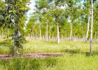 Bosques Naturales se prepara para 'dar leña' Bosques Naturales se prepara para 'dar leña'