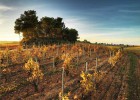 Cava ecológico, una vuelta a las masías Cava ecológico, una vuelta a las masías