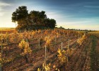 Cava ecológico, una vuelta a las masías Cava ecológico, una vuelta a las masías