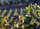 Invertir en vino, una moda más que rentable Invertir en vino, una moda más que rentable