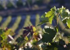 Invertir en vino, una moda más que rentable Invertir en vino, una moda más que rentable