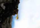 España vuelve a hacer llorar
a sus pinos España vuelve a hacer llorar
a sus pinos