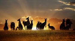Los canguros son, quizá, los habitantes más famosos de Australia.