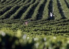 ¿Qué negocios serán rentables en 2050? ¿Qué negocios serán rentables en 2050?