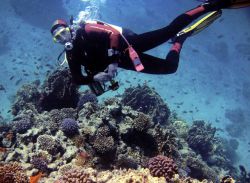 Un buceador disfrutando de los fondos de coral del mar Rojo.