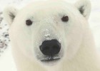 Usuarios de móvil adoptan osos polares por error Usuarios de móvil adoptan osos polares por error
