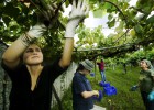 La UE gana la batalla a China y evita los aranceles a la exportación de vino La UE gana la batalla a China y evita los aranceles a la exportación de vino