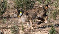Imagen de un lince ibérico en acción en Doñana.