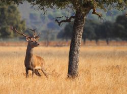 El ciervo es uno de los mamíferos que abundan en el Parque Nacional de Cabañeros.