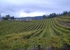 Los vinos españoles ponen en marcha ‘el plan USA’ Los vinos españoles ponen en marcha ‘el plan USA’