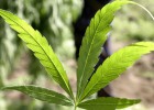 Los inspectores de Hacienda piden legalizar la marihuana y la prostitución Los inspectores de Hacienda piden legalizar la marihuana y la prostitución