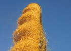 En los cacahuetes está el éxito En los cacahuetes está el éxito