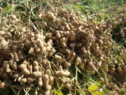 En los cacahuetes está el éxito