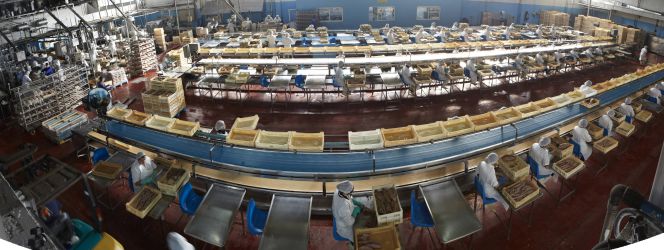 En Ignacio González Montes, la limpieza del pescado sigue haciéndose a mano, como en los inicios.