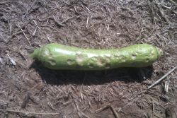Estado de un calabacín tras la granizada.