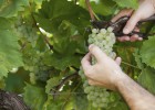 A por uvas A por uvas
