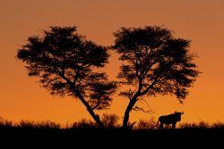 África por placer, Dinamarca por éxito