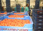 España recibirá ayudas para 94.600 toneladas de frutas y hortalizas España recibirá ayudas para 94.600 toneladas de frutas y hortalizas