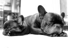¿Qué ahorro te proporciona tener tu mascota asegurada? ¿Qué ahorro te proporciona tener tu mascota asegurada?