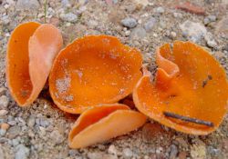Aleuria Aurantia.