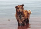Gudog, el buscador de cuidadores de perros, inicia expansión internacional Gudog, el buscador de cuidadores de perros, inicia expansión internacional