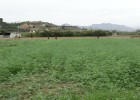Kalapa pone a la venta las primeras cápsulas cannabinoides en España Kalapa pone a la venta las primeras cápsulas cannabinoides en España