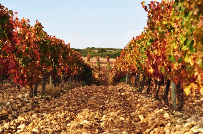 Viñedos de Chivite de la Finca de Villatuerta