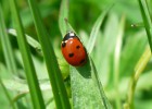 ¿Ser ecológico nos ayuda a ahorrar? ¿Ser ecológico nos ayuda a ahorrar?