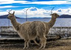 El Titicaca, un gigante enclavado en los Andes El Titicaca, un gigante enclavado en los Andes