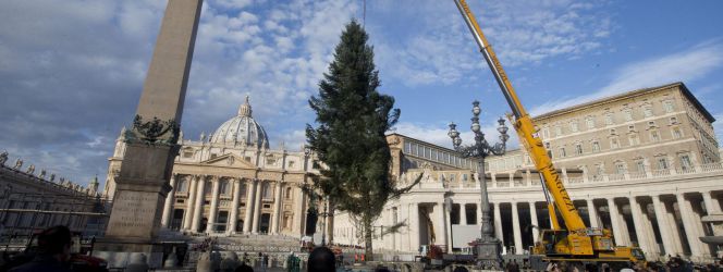 Una grúa alza el abeto navideño de 2,25 metros de altura, procedente de la región de Calabria, cerca del Obelisco en la Plaza de San Pedro del Vaticano.