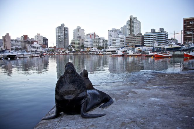 En el propio puerto es muy fácil toparse con los simpáticos lobos de mar.