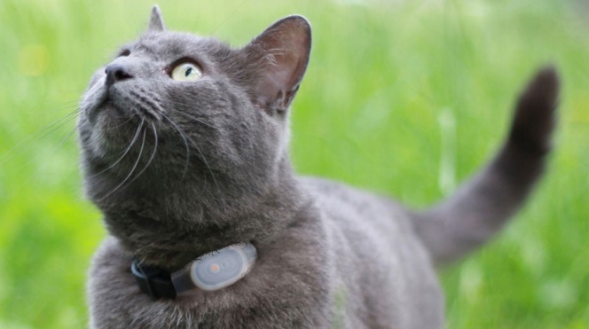 Cinco regalos tecnológicos para amantes de los animales
