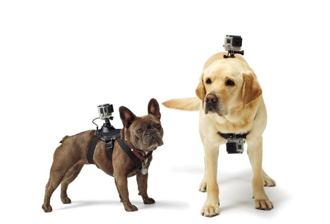 Cinco regalos tecnológicos para amantes de los animales