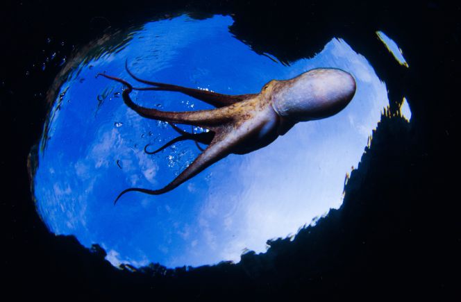 Cómo hacer que un pulpo sonría