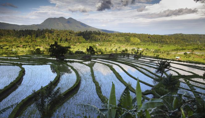 Los campos de arroz salpican la geografía de la isla.