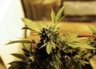 Navarra legaliza la marihuana Navarra legaliza la marihuana