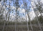 Los bosques, oportunidades para emprender Los bosques, oportunidades para emprender