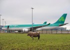 Aer Lingus da el visto bueno a la opa de IAG Aer Lingus da el visto bueno a la opa de IAG
