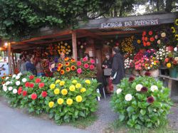 Flores de madera, típicas de Pucón, con las que los artesanos alcanzan formas y colores de un realismo que engaña al paseante.