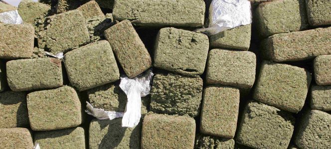 Alijo de droga intervenido al cártel de Sinaloa.