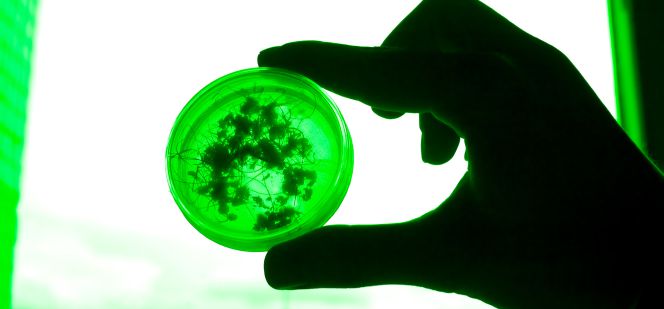 ¿En qué investigan las farmacéuticas españolas?
