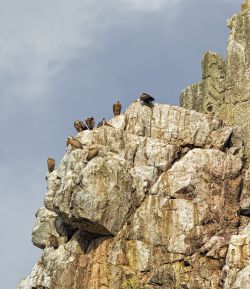 Buitres en Monfragüe.