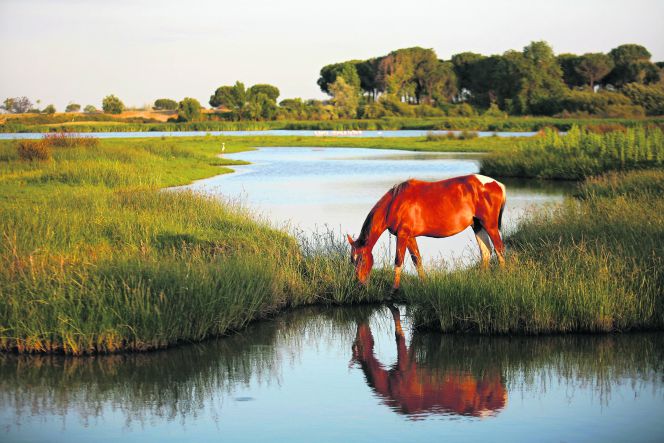 Marismas de Doñana, Almonte, Huelva.