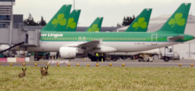 Aviones de Aer Lingus en el aeropuerto de Dublín. Lo de delante son liebres, no parte de la tripulación.