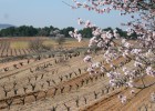 Roda invierte siete millones en una bodega en La Horra Roda invierte siete millones en una bodega en La Horra