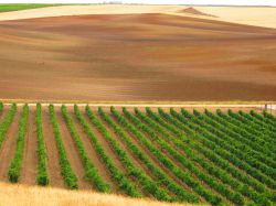 Viñedo que puede contemplarse en la Ruta del Vino de Rueda.