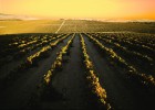 Manzanilla de Sanlúcar, la bebida de las ferias andaluzas Manzanilla de Sanlúcar, la bebida de las ferias andaluzas