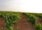 Matarromera pretende optimizar su producción Matarromera pretende optimizar su producción